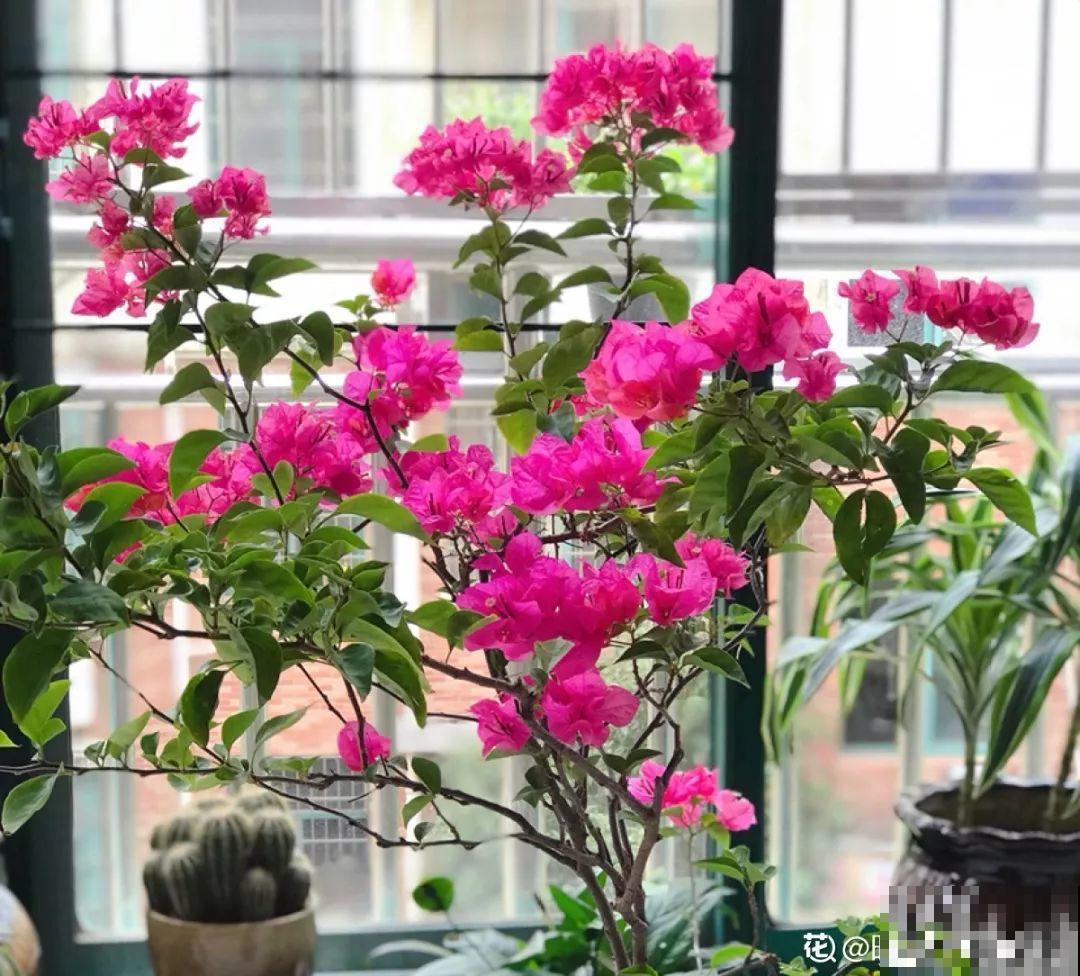 三角梅的养护要点，3招教你促开花，秋天霸占整个阳台！