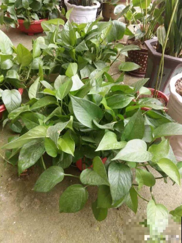 家里有这花，叶子沾灰不清洗，净化能力降到零！
