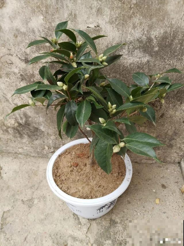 这花在北方不好养，买一盆死一盆，真愁人