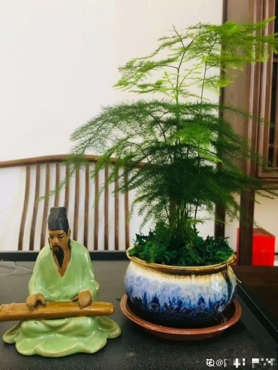 这8种花，趁着秋天赶紧分株，明年光买盆就够了！