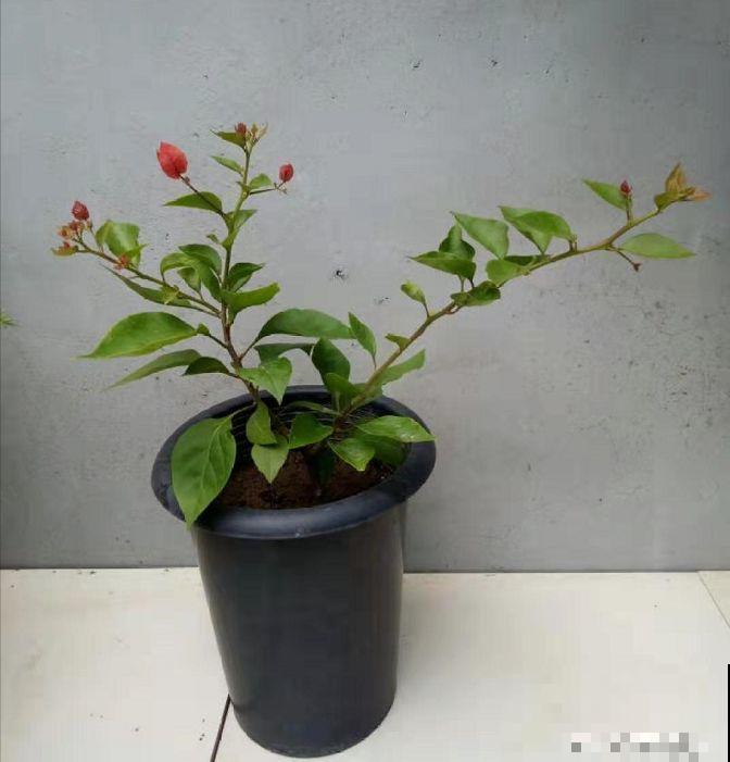 三角梅不开花？旱它15天，花苞蹭蹭往外冒！