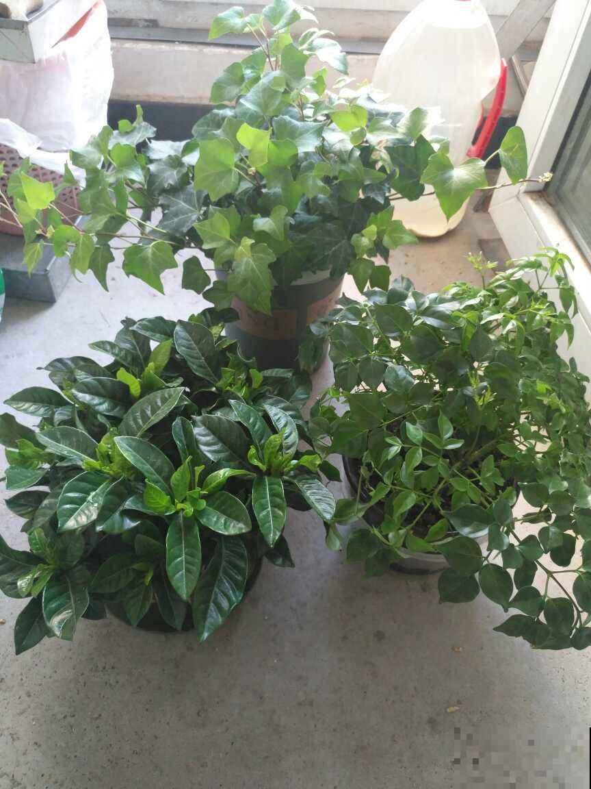 卫生间里的这些植物，用处多多，增添新意又防潮，备受大家好评！
