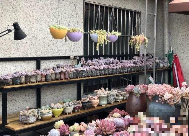 一排排的这种植物，整齐划一地放在阳台上，让人羡慕