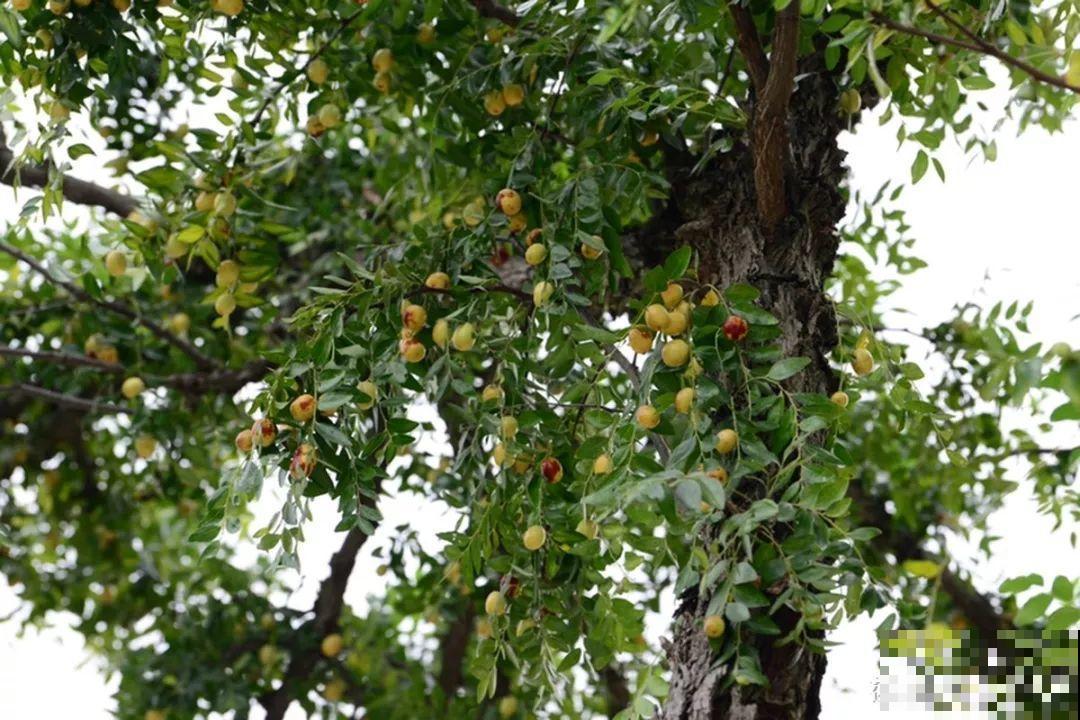 家里种棵守家树，夏天乘凉秋天结果，越养越有福气！