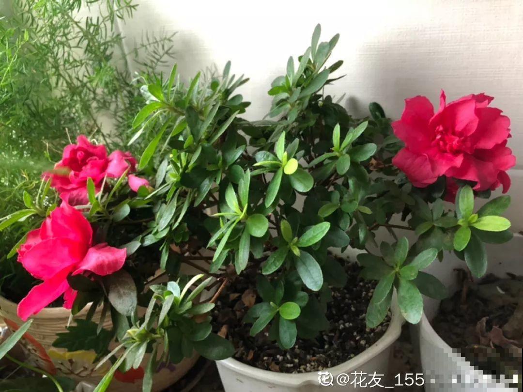 秋天别买这8种花，一回家就掉苞，养不活要后悔！