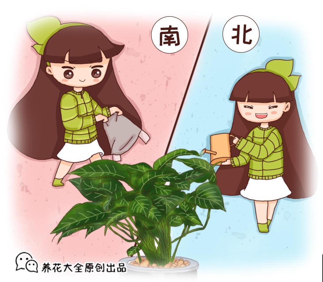 淘米水不要着急倒，用到植物上，植物根粗叶肥