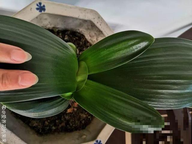 养10年才开花，这花脾气可真大，赶紧多喂大补肥！