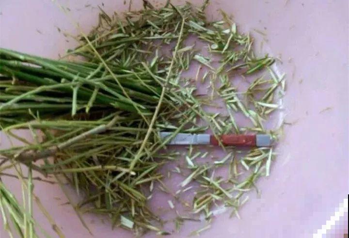 它是天然“生根剂”，给花浇一点，根系壮猛发芽！