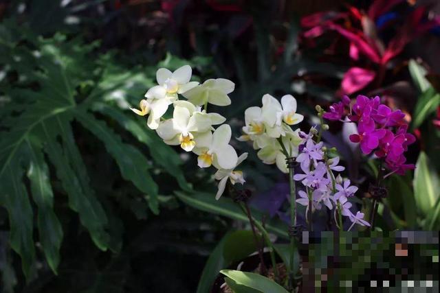 这花比绿萝还好养，摆客厅，名贵又有范儿