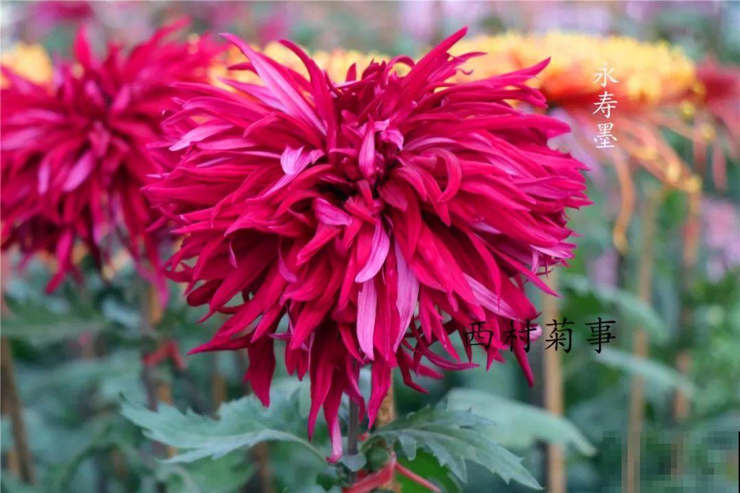 秋天啥花都可以不养，唯独这1种，100盆都不嫌多！