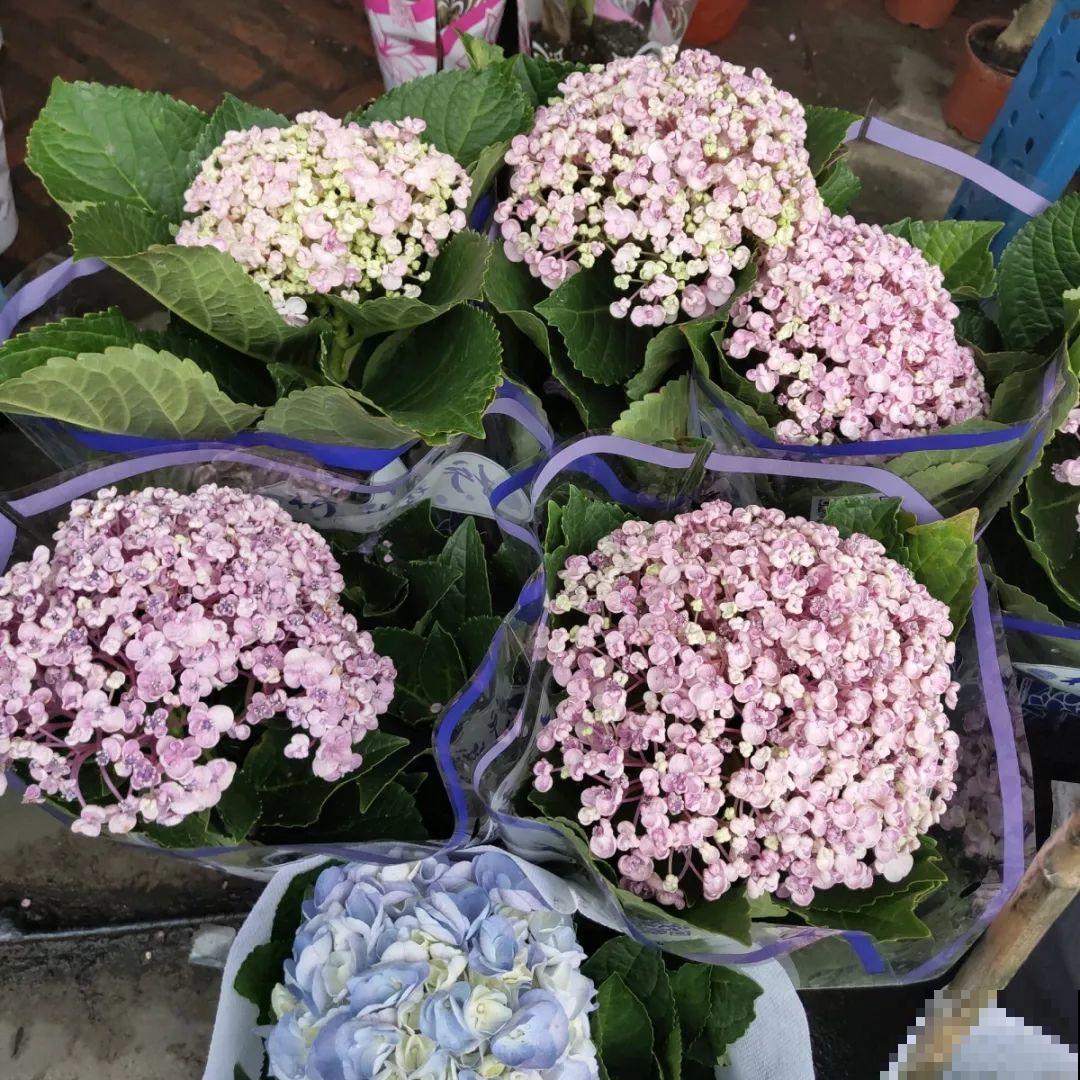 9月份逛花市，这花最好看、最好养，放心抱回家！