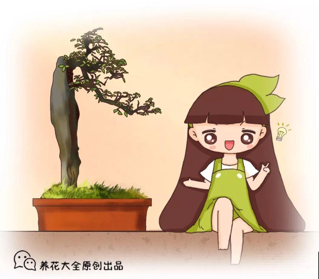 苔藓不光看着小清新，盆面铺一层，冬天养花不怕冻！