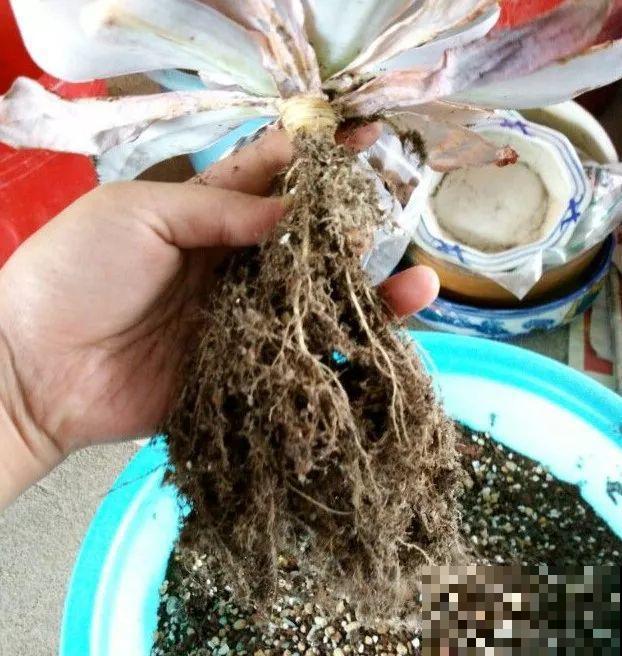 多肉也要贴秋膘，盆里撒点它，叶子胖得要爆炸！