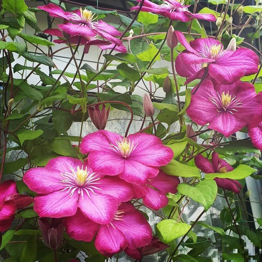 这花越养越上瘾，一小把埋土里，明年能开整面墙！