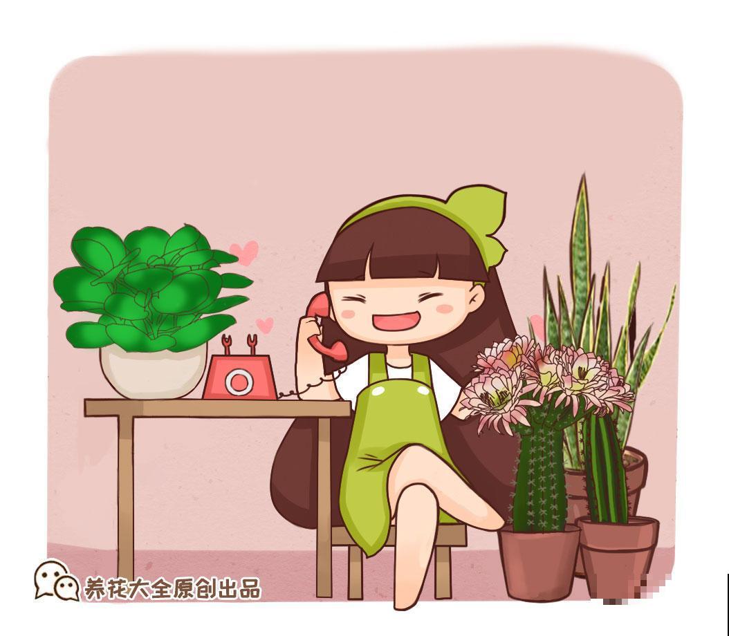 这些都是大家认为最好养的花，不用经常管，就能长爆盆！