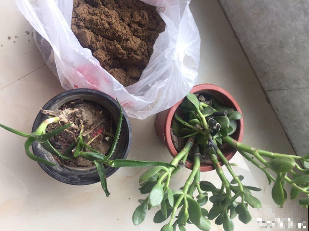多肉出现4种信号，摆明了是要换盆，再晚秋天就不长了！