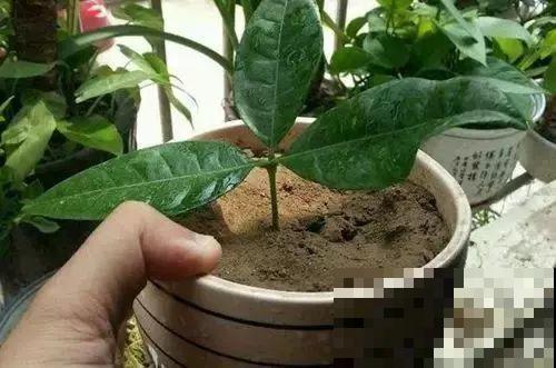 这6种寓意好的花，剪根枝就能活，摆在家里超养眼！