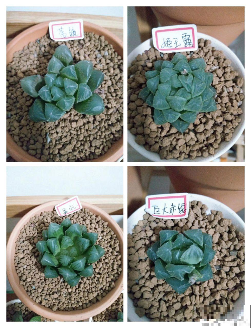 多肉根系不够壮？记住这4点，半月养出大白根！