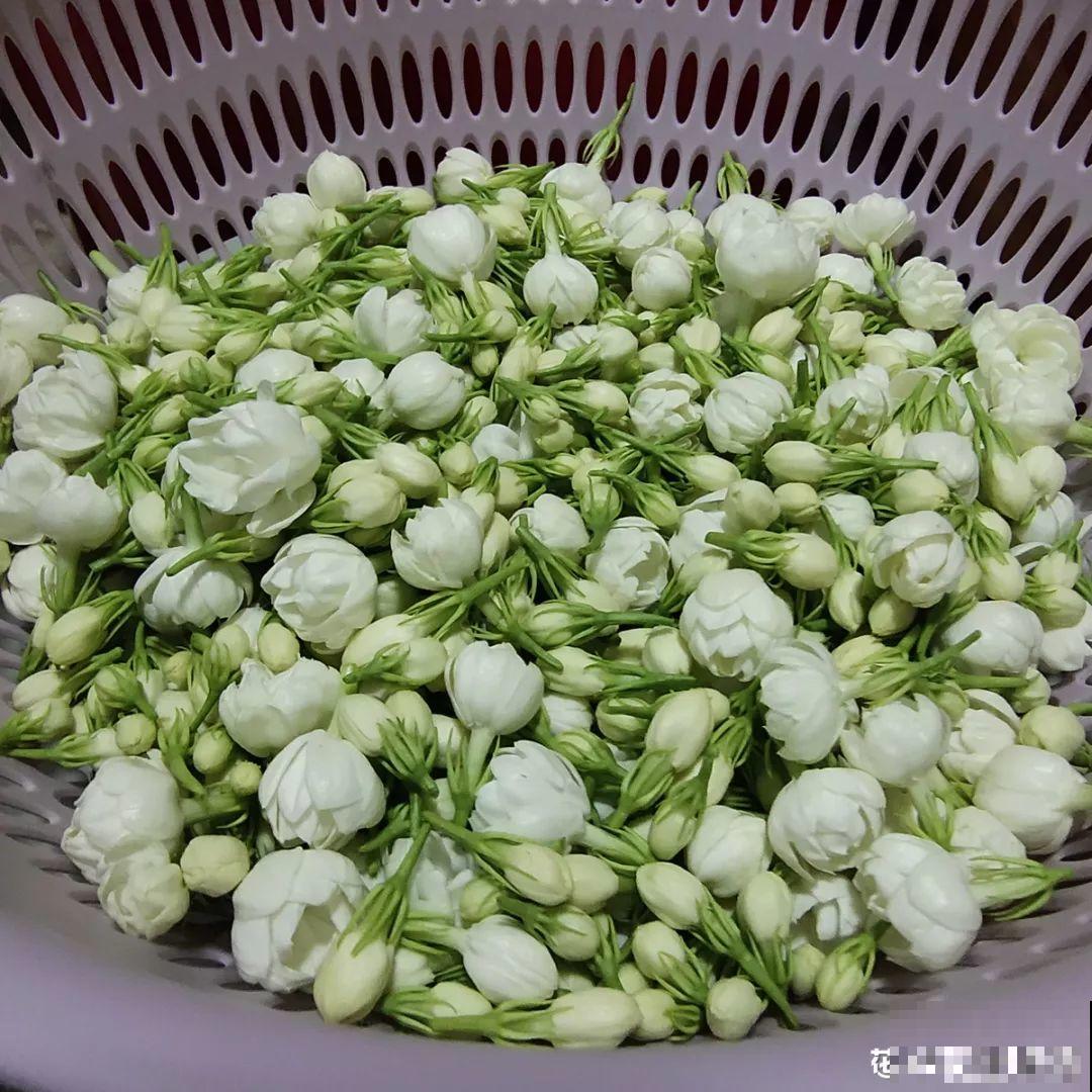这花一开，赛过所有香水，花苞摘一摘还能泡水喝！
