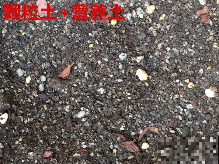 养花配土是关键，盆底垫上通风料，根长的手指粗！