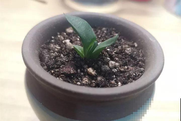 秋天给多肉换盆，少了这一步，还不如不换！