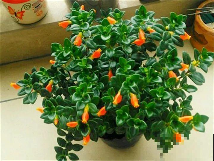 你家的金鱼吊兰是不是养成“菜”？这么养，一年四季都开花！