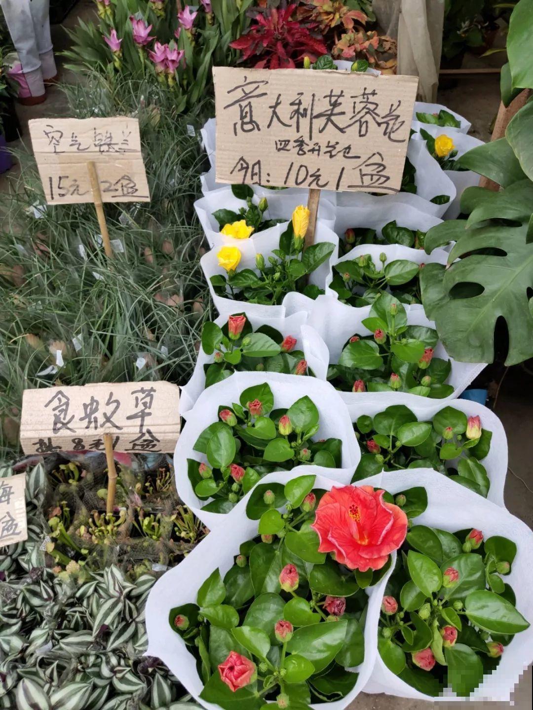 9月份逛花市，这花最好看、最好养，放心抱回家！