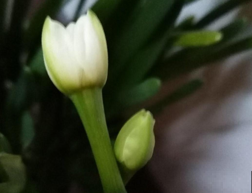水培的水仙花，注意这几点，开花开到爆盆！