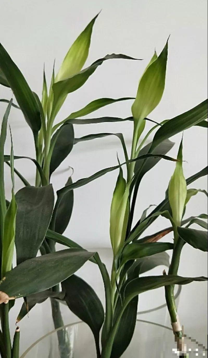 它是天然“生根剂”，给花浇一点，根系壮猛发芽！