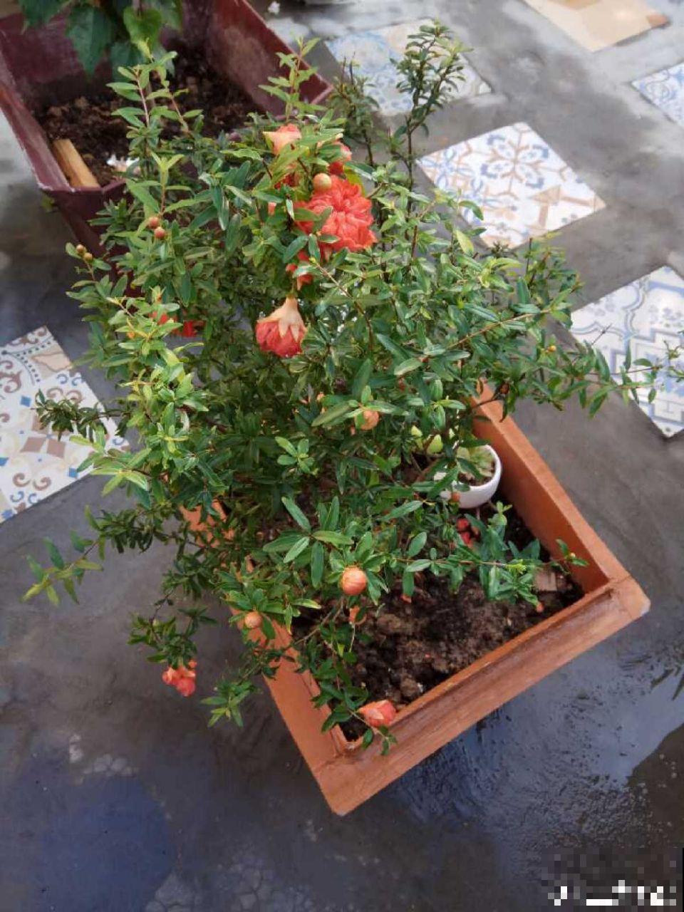 这花结满红果子，比菊花都好看，越养越上瘾！