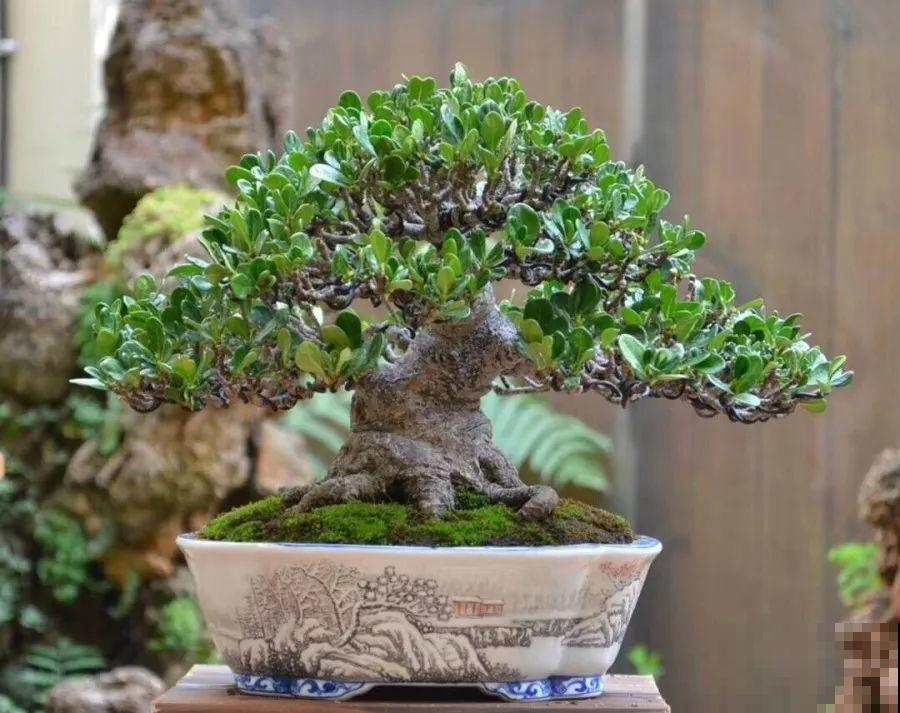 这6种盆景，春夏观花秋冬赏果，越养越值钱！