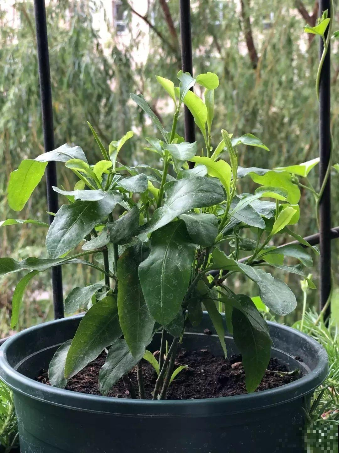 蓝雪花越剪越长，院子里栽一棵，2个月开满整面墙！