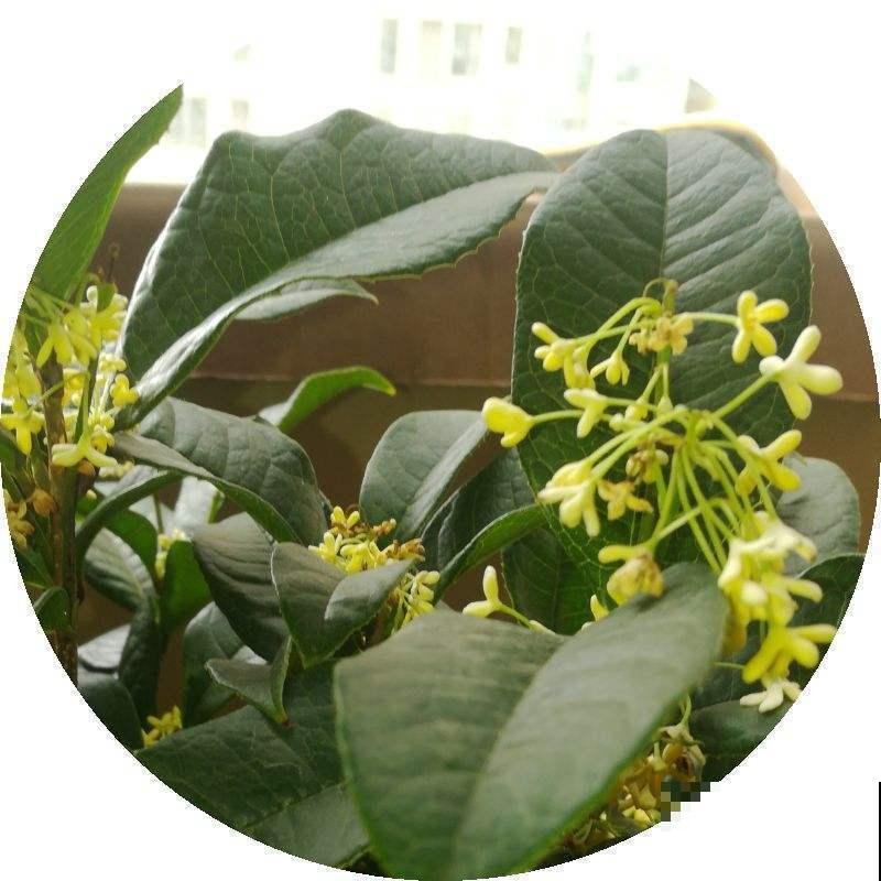 秋天最好养活的花是什么？你只知道菊花，那就太可惜了