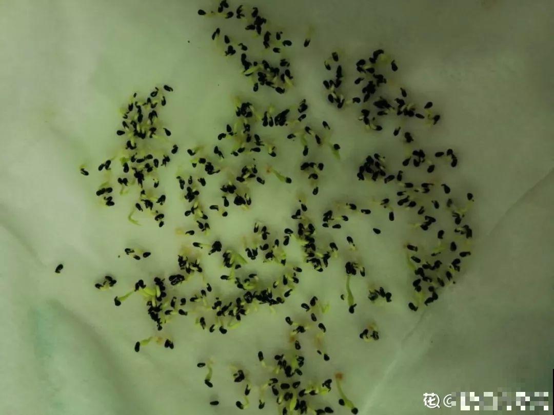 挖一勺果肉丢盆里，7天冒出小森林，比绿萝吊兰还好看！