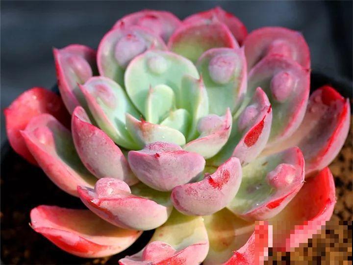 看腻了普货多肉，这20种新面孔，颜色鲜艳气场十足！
