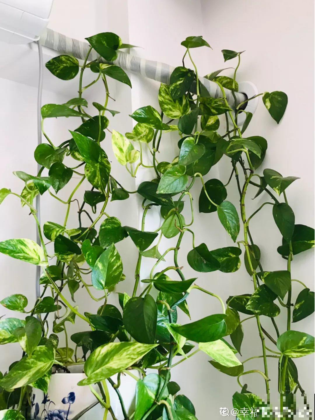 适合在角落里养的花，能水培能爬藤，屋里瞬间大变样！