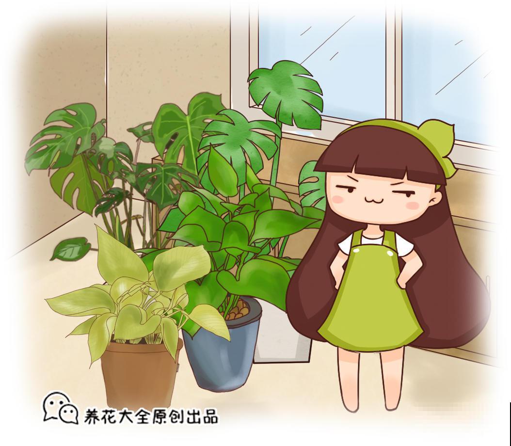 龟背竹咋倒伏了？原来是没做好它，赶紧这么养！