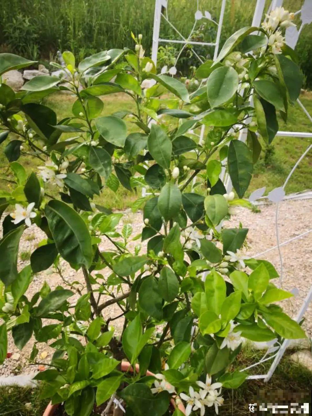 桔子开花不带停，养在客厅堪比活香水，一到冬天满枝都是果子！