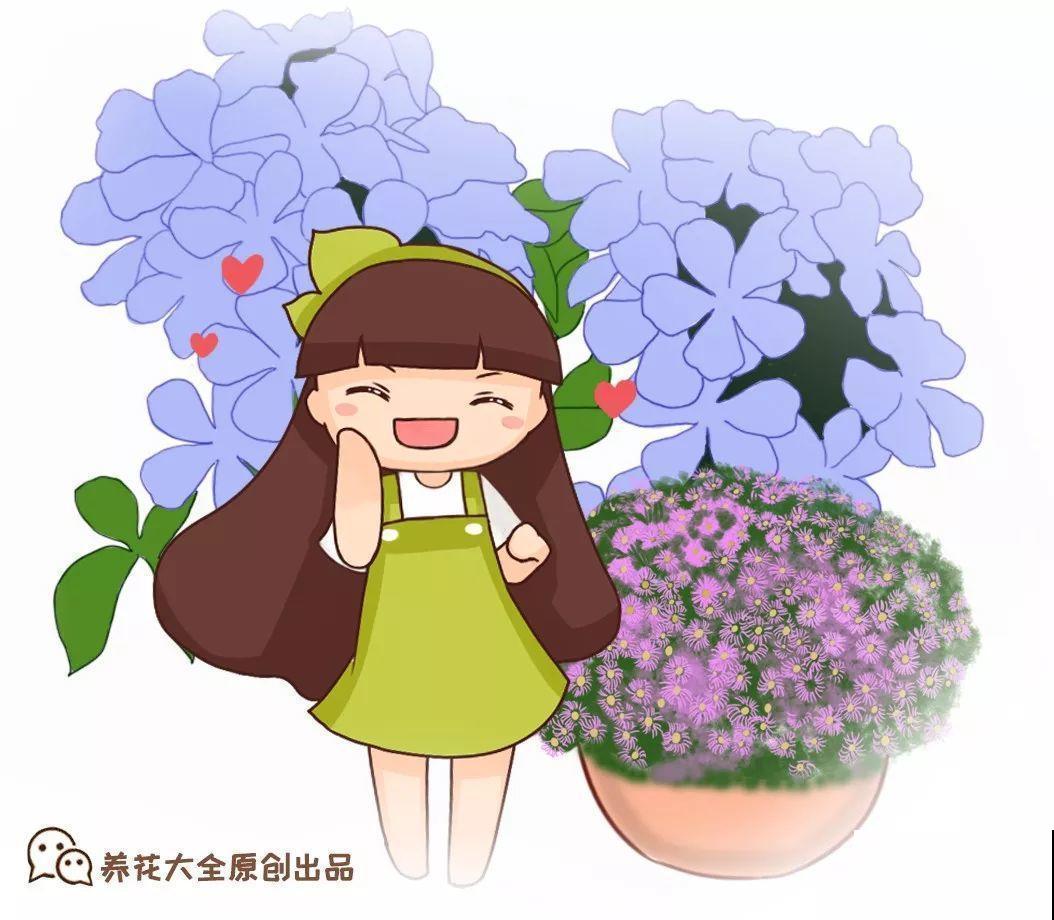 急性子养这6种花，长得快、爆花多，1盆能开大半年！