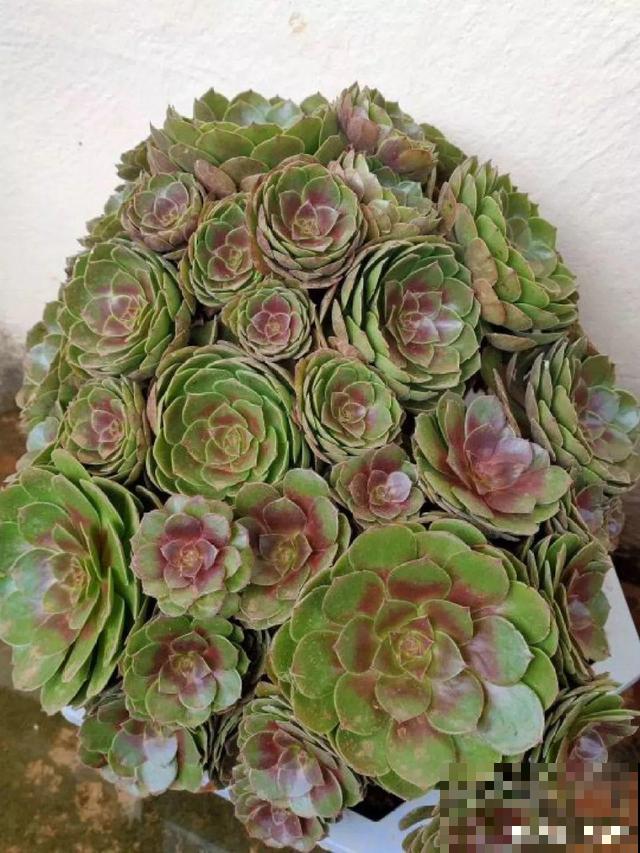 这种植物砍1刀，不到1个月，立马嗖嗖爆盆