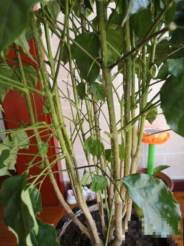 养花注意小技巧，叶子油绿不脱落，冬天也能枝繁叶茂！