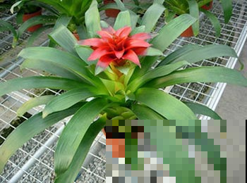 你们家里有养这些绿植吗？净化空气，关键还能护眼！