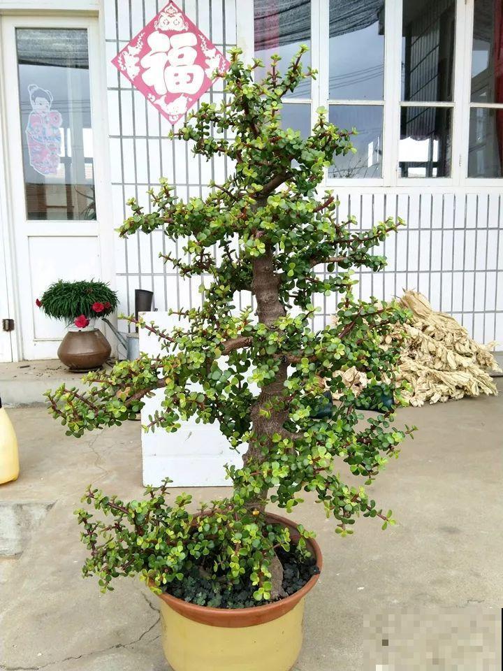 金枝玉叶换换土，比施肥都管用，瘦弱的嫩枝照样养成老桩！