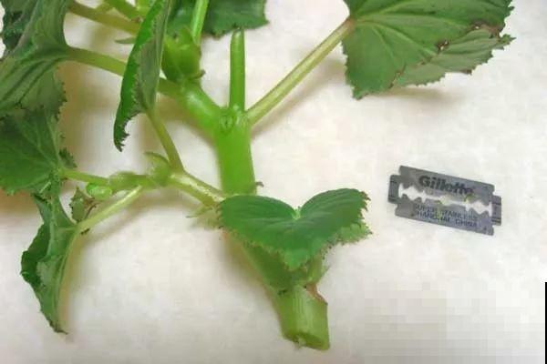 4种花现在赶紧剪，剃光头撸光叶，越狠越爆盆！