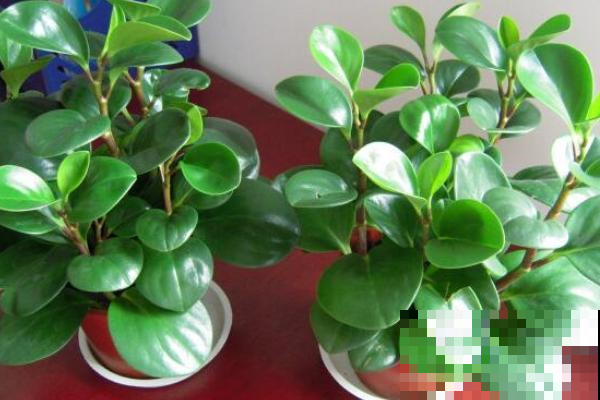 几种观叶植物，养在家里很很大气，比花漂亮多了！