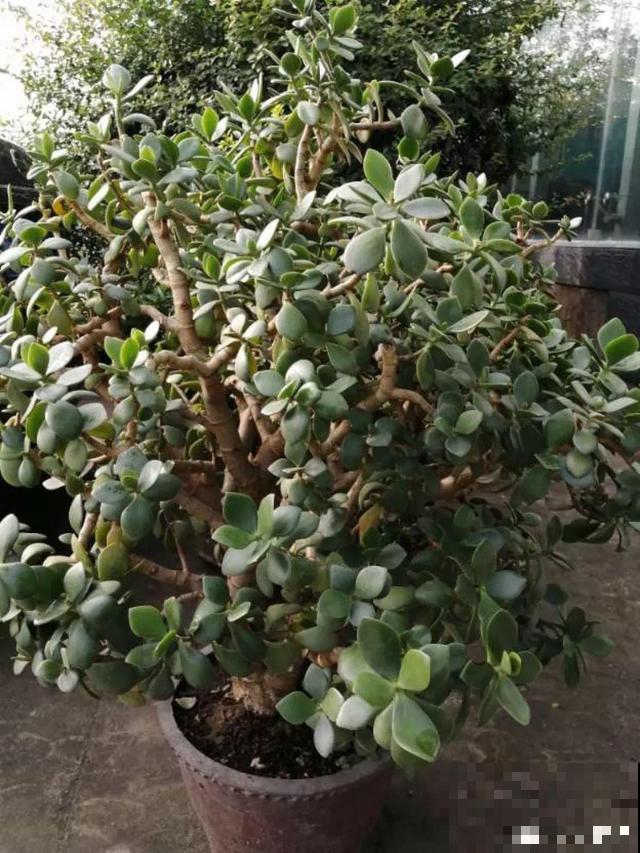 养10年才开花，这花脾气可真大，赶紧多喂大补肥！