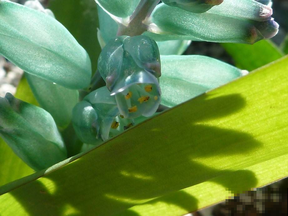 这盆栽开出一簇簇宝石花，看着就贵气十足，养一盆就点亮整个阳台