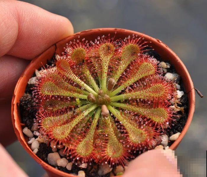 这5种重口味的花，自己就能“找食吃”，最适合秋冬养！
