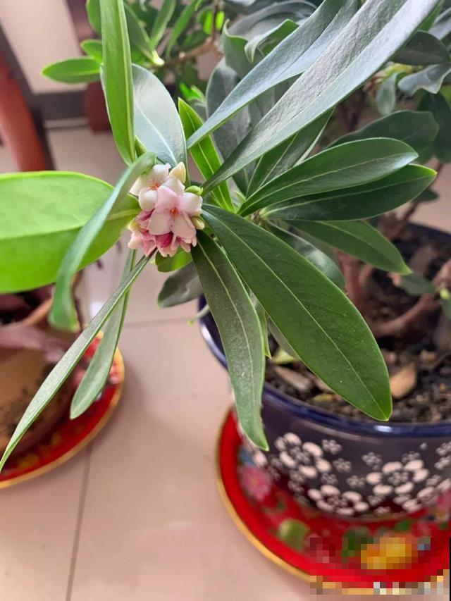 花香堪比香水，邻居大妈都追着问，眼馋极了