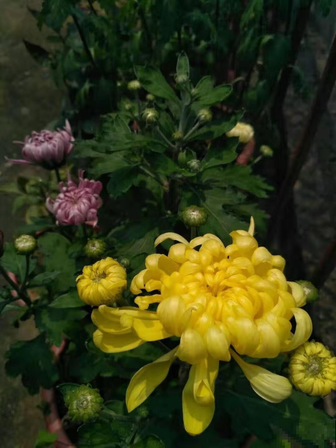 16岁男孩，为重病奶奶建花园，2年种了上百盆花！